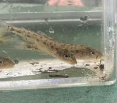 Trout-perch thumbnail 4