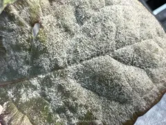 Podosphaera elsholtziae thumbnail 4
