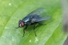 Eudasyphora cyanicolor thumbnail 3