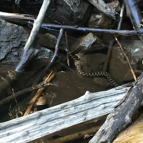 Common Watersnake