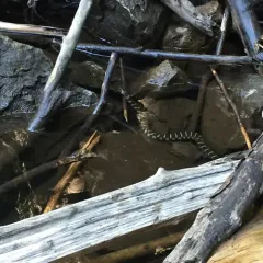 Common Watersnake thumbnail 1
