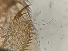 Alona affinis thumbnail 2