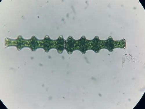 Pleurotaenium nodosum