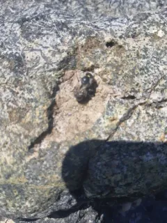 Viper's Bugloss Small-Mason thumbnail 4