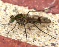 Liancalus limbatus thumbnail 3