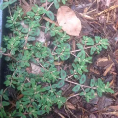 Spotted spurge thumbnail 2