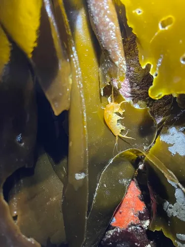 Kelp-curler amphipod