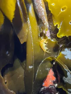 Kelp-curler amphipod thumbnail 1