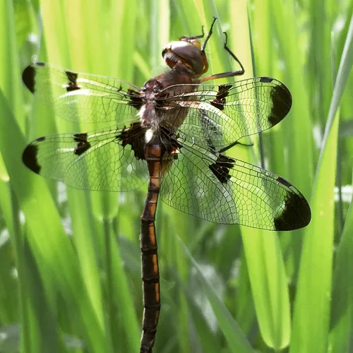 Prince Baskettail