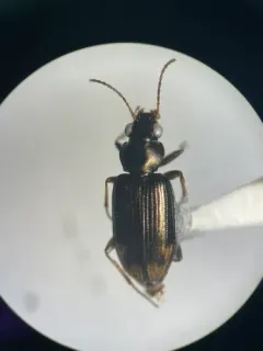 Bembidion rapidum thumbnail 4