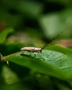 Ashen Longhorned Beetle thumbnail 4