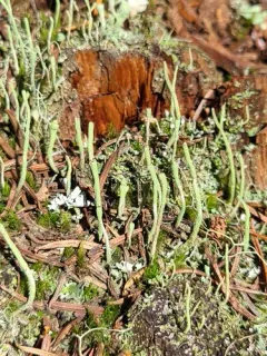 Antlered Powderhorn thumbnail 3