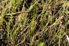 Slender Arrowgrass thumbnail 4
