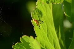 Euleia uncinata thumbnail 3