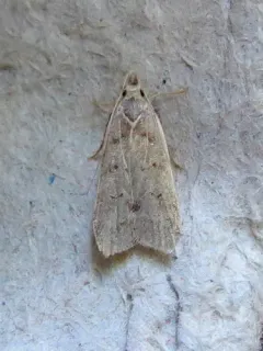 Dichomeris citrifoliella thumbnail 2