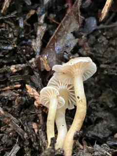 Hodophilus paupertinus thumbnail 3