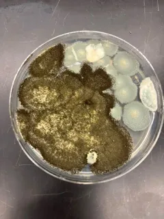 Black Mold thumbnail 4