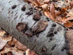 Dentocorticium portoricense thumbnail 4