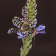 Alfalfa Leafcutter Bee thumbnail 2