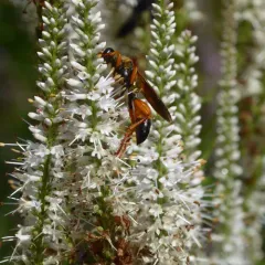 Great Golden Digger Wasp thumbnail 2