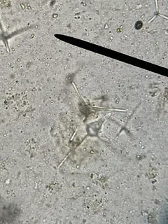 Clavariopsis aquatica thumbnail 3