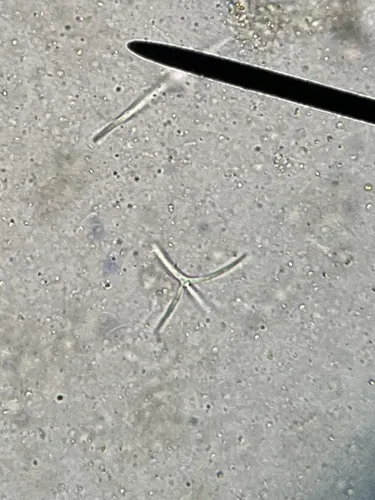 Lemonniera aquatica