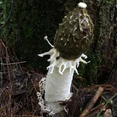 Skirted Stinkhorn thumbnail 2