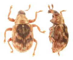 Piazorhinus pictus thumbnail 2