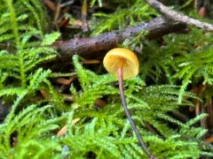 Xeromphalina cornui thumbnail 4