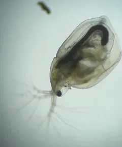 Simocephalus mixtus thumbnail 3