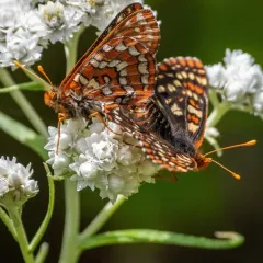 Snowberry Checkerspot thumbnail 3