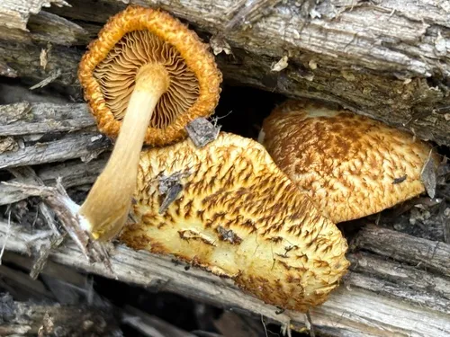 Gymnopilus fulvosquamulosus