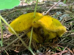 Golden Jack Mold thumbnail 3