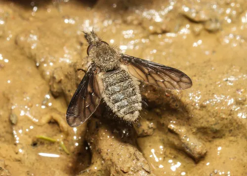 Conophorus sackenii