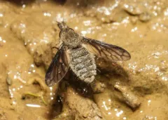 Conophorus sackenii thumbnail 1