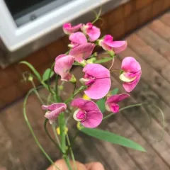 Narrow-leaved Everlasting-pea thumbnail 4