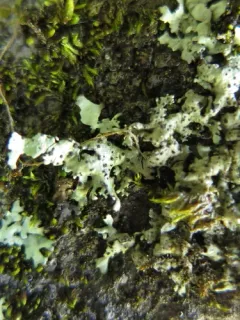 Abrothallus caerulescens thumbnail 4