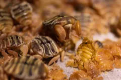 Cyamus eschrichtii thumbnail 2