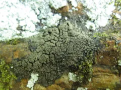 Rock Shingle Lichen thumbnail 3