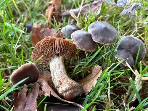 Cortinarius ohlone