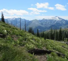 High Mountain Penstemon thumbnail 1