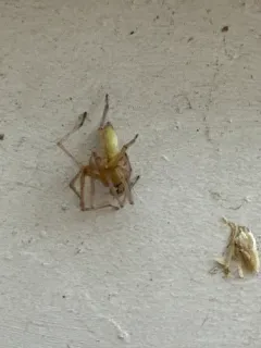 Agrarian Sac Spider thumbnail 4