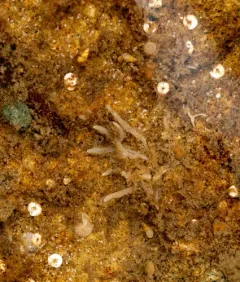 Pointed Cingula thumbnail 3