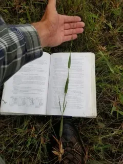 Lindheimer's Panicgrass thumbnail 1