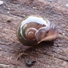 Pellucid Glass-snail thumbnail 1