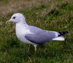 Common Gull thumbnail 4