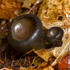 Urnula padeniana thumbnail 1