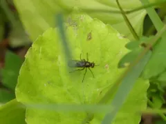 Dolichopus hastatus thumbnail 1