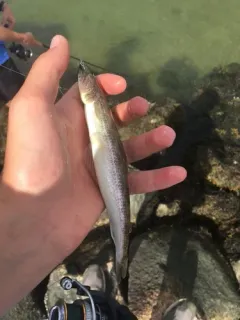 Inshore Lizardfish thumbnail 3
