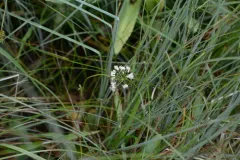 Western Cowbane thumbnail 3